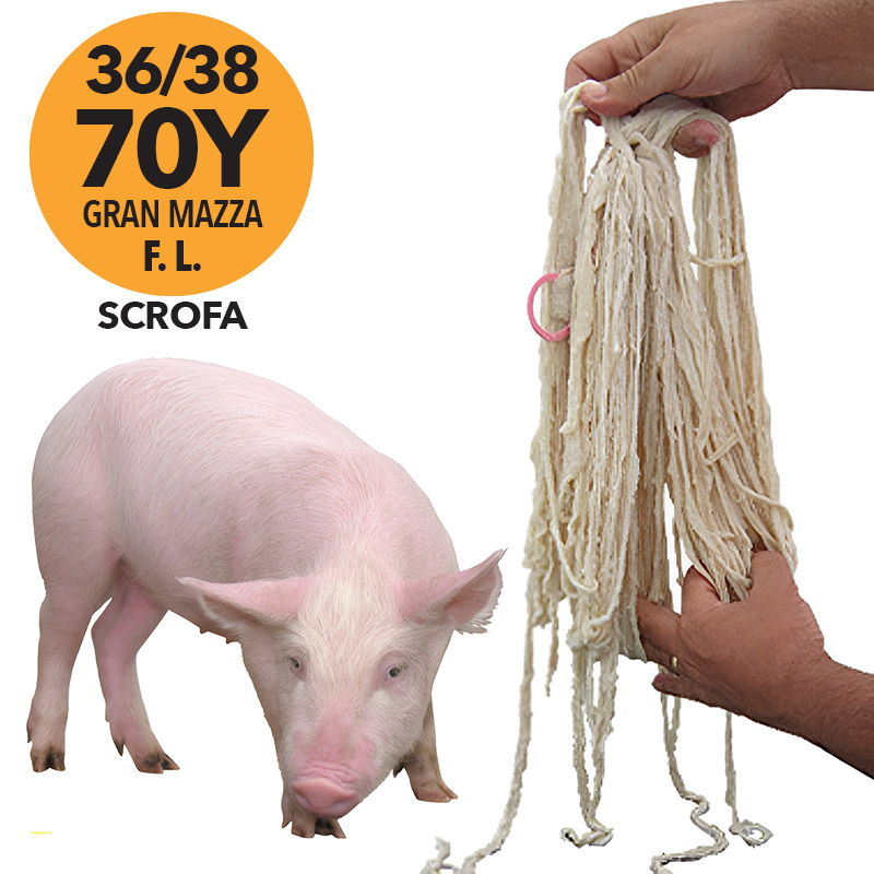 BUDELLA SUINO "SCROFA" 36/38 70Y GRAN MAZZA FILI LUNGHI LONG